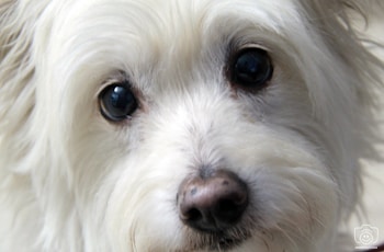 A close-up of a fluffy white dog with big dark eyes and a black nose. The fur appears soft and well-groomed, surrounding the dog's face in gentle waves.