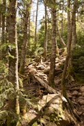 A dense forest scene featuring tall trees with rugged bark, interspersed with patches of sunlight. The ground is covered with rocks, exposed roots, and scattered logs, suggesting a natural, untamed environment. The leaves are a healthy green, indicating a lively and vibrant ecosystem.