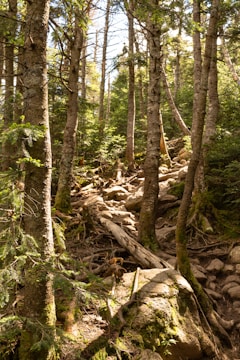 A dense forest scene featuring tall trees with rugged bark, interspersed with patches of sunlight. The ground is covered with rocks, exposed roots, and scattered logs, suggesting a natural, untamed environment. The leaves are a healthy green, indicating a lively and vibrant ecosystem.