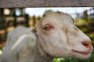 An adorable close-up of a baby goat playing in the pasture.