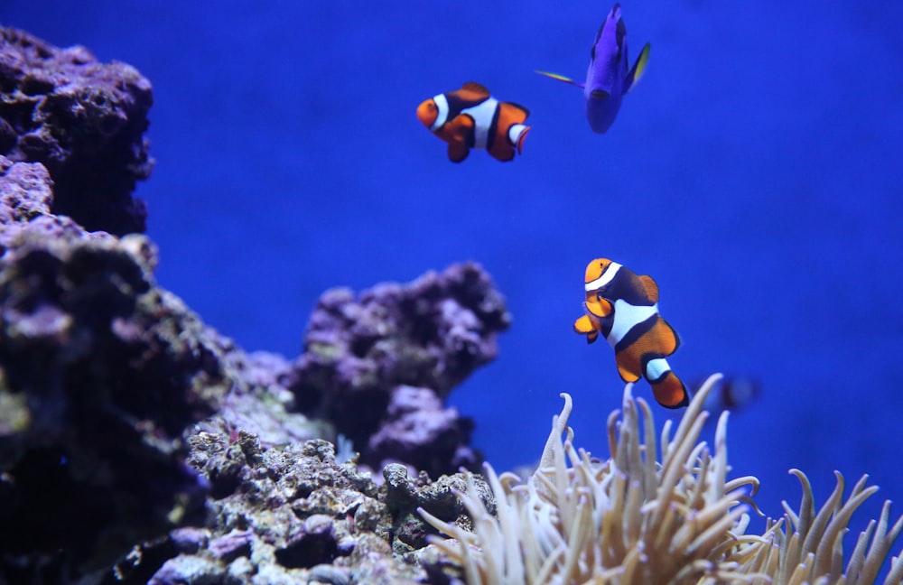 カクレクマノミとブルータンの水中写真