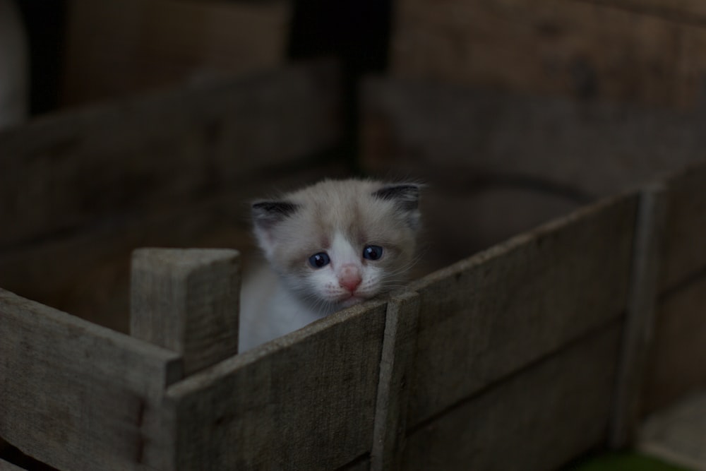 gatinho tabby branco e cinza na caixa de madeira marrom