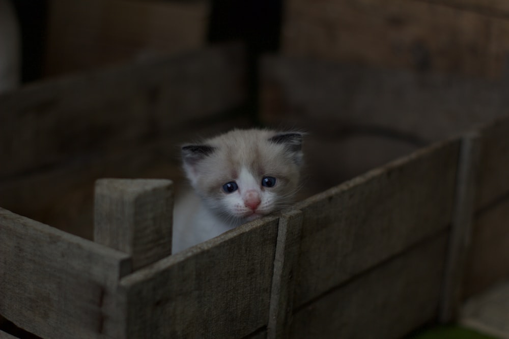 茶色の木箱の上の白と灰色のぶちの子猫