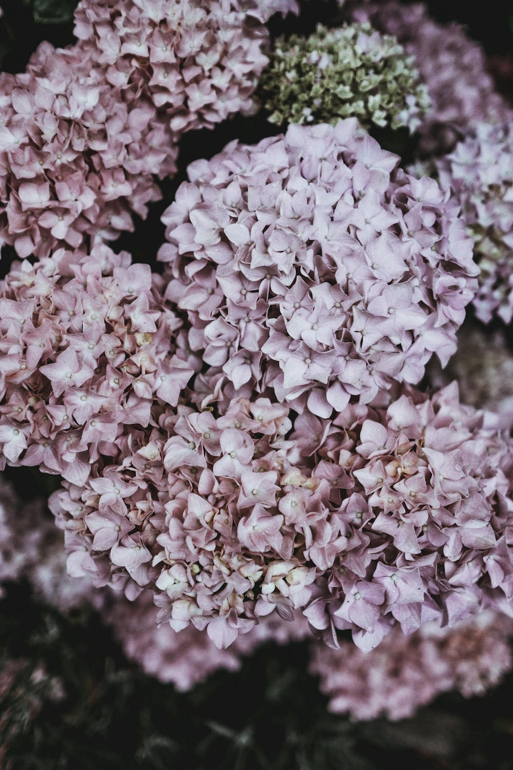 fotografia in condizioni di scarsa illuminazione di bouquet floreali rosa