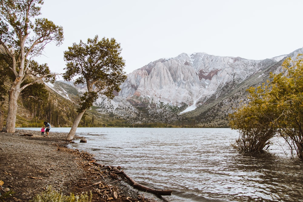 person near body of water in front of tree