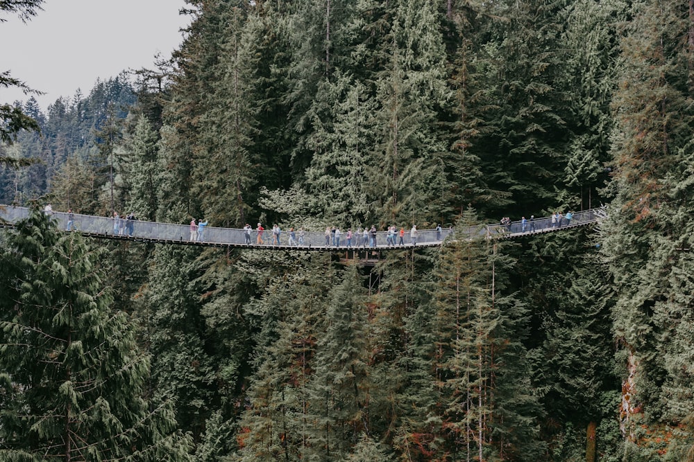 people on hanging bridge surrounded by tall trees