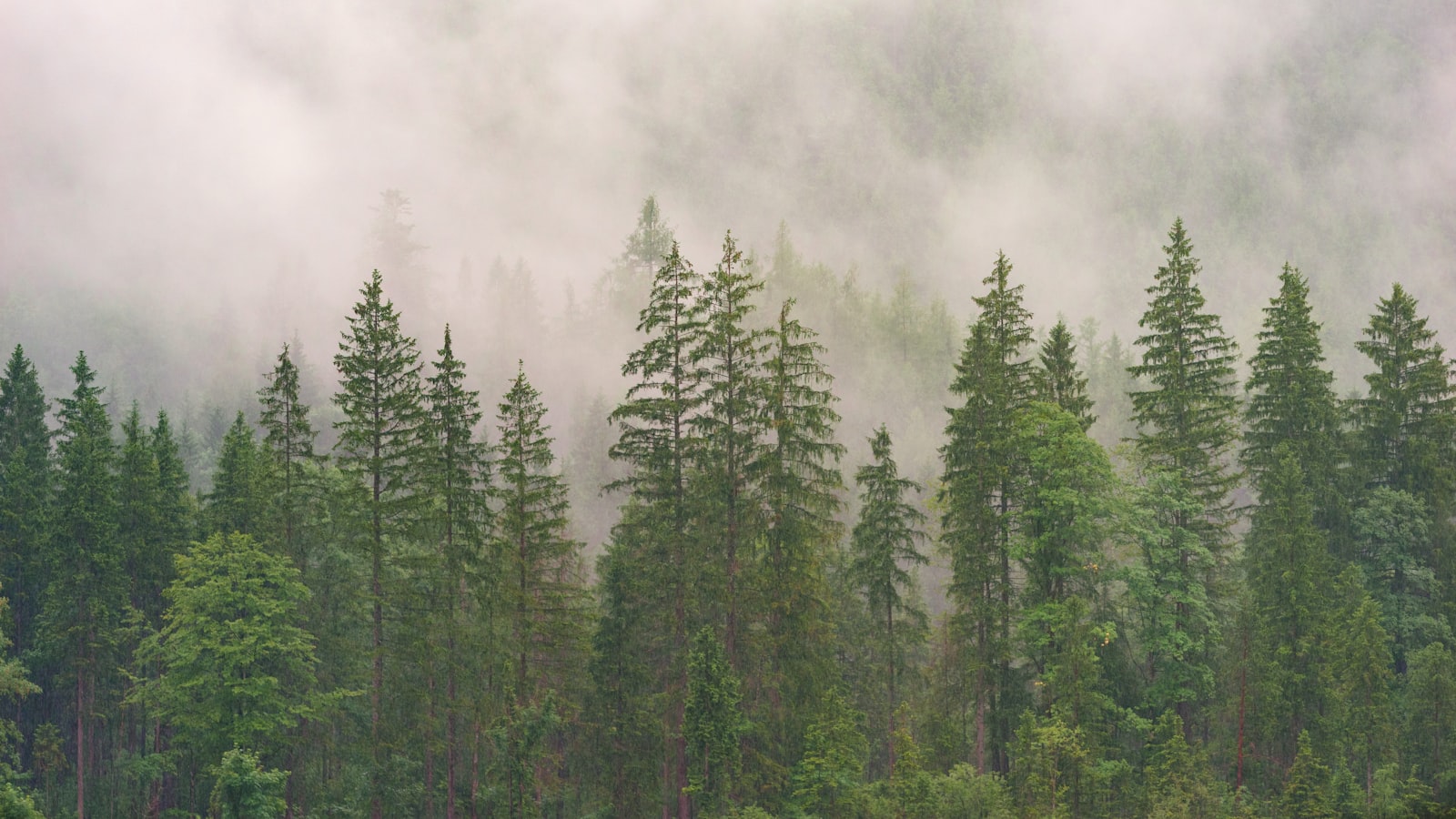 Tamron 18-270mm F3.5-6.3 Di II PZD sample photo. Foggy forest photography