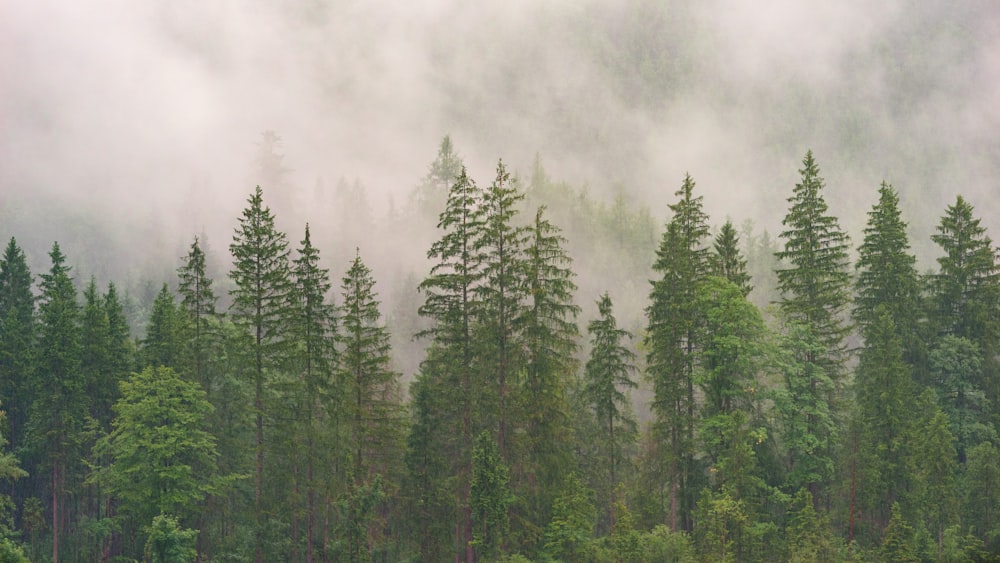 foggy forest