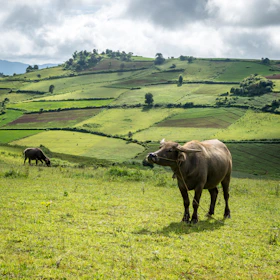 A panoramic view of a traditional Colombian buffalo ranch with rolling hills and water sources.