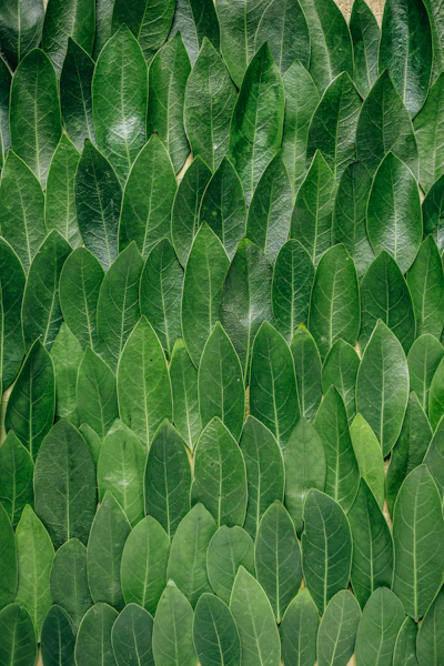 Fresh green bay leaves arranged in a neat overlapping pattern