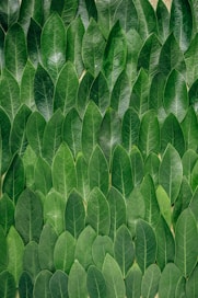 red plant leaves