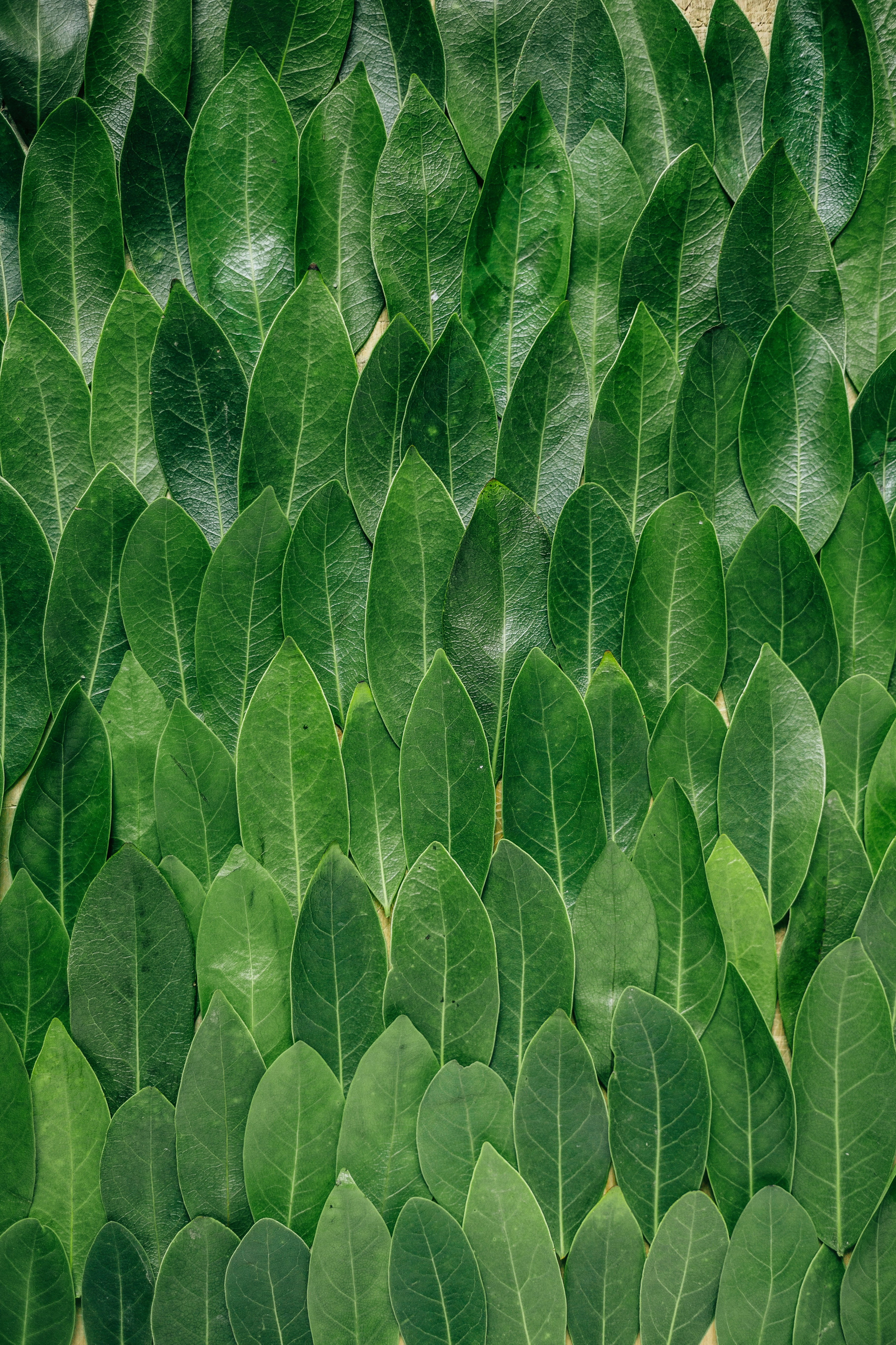 Oxalates And Hormonal Health: The Role Of Plant-Based Diets