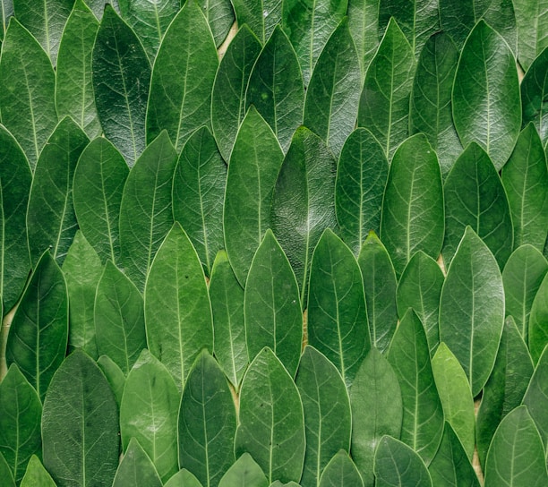 red plant leaves