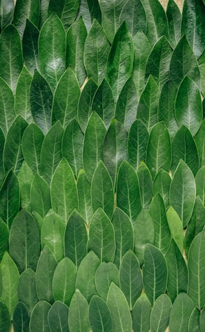 red plant leaves