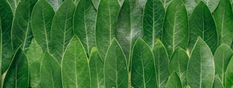 red plant leaves