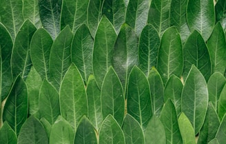 red plant leaves