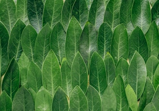 red plant leaves