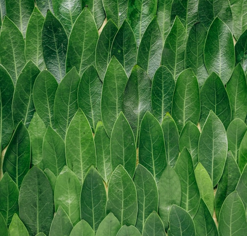 red plant leaves