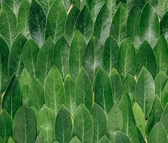 red plant leaves