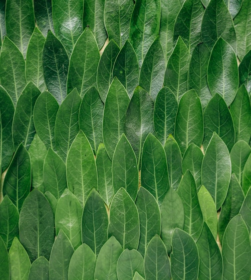 red plant leaves