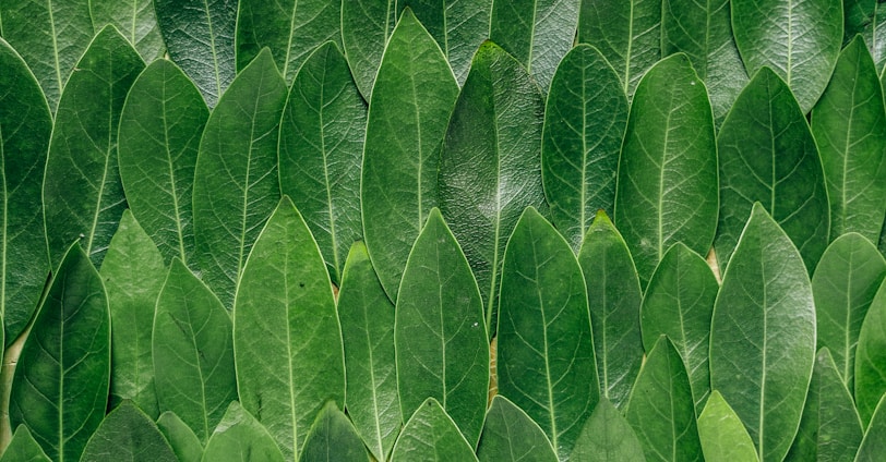 red plant leaves