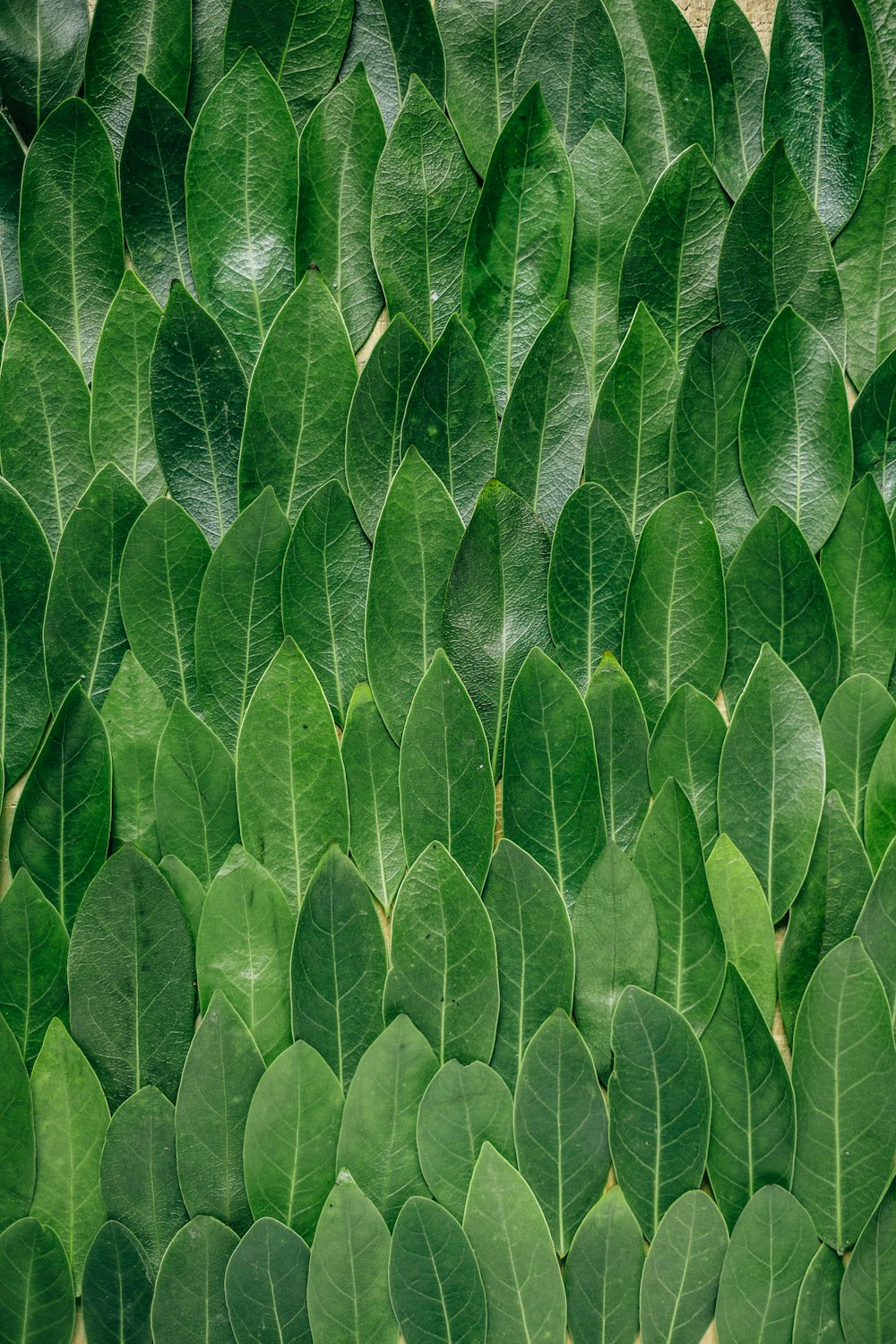 red plant leaves