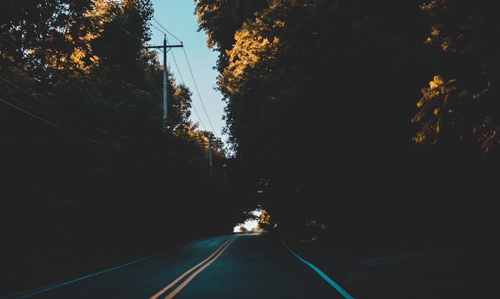 black road between trees