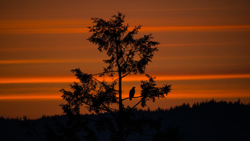 Fotografía de silueta de pájaro y árbol