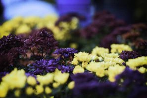 A close-up of a freshly planted flower bed bursting with seasonal blooms in reds, yellows, and purples