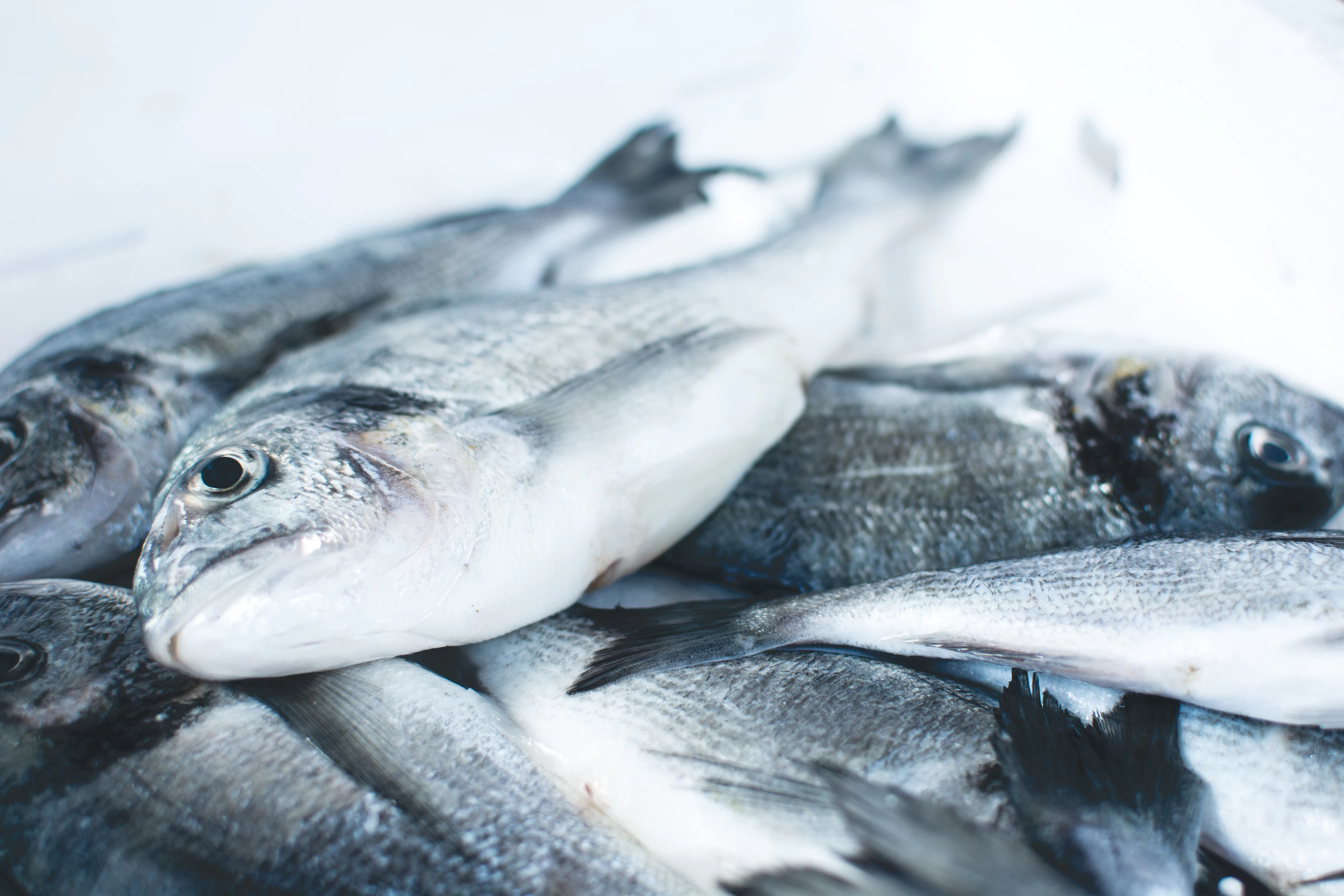 Fresh fish laid out on ice