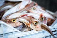 A pile of fish with elongated bodies and large yellow eyes lies in a white crate. The fish appear fresh and are stacked closely together, showing detailed textures of their scales and fins.