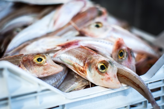 A pile of fish with elongated bodies and large yellow eyes lies in a white crate. The fish appear fresh and are stacked closely together, showing detailed textures of their scales and fins.