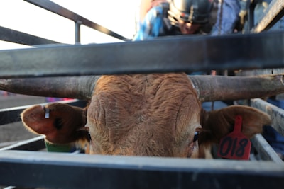 A close-up view of a bull with large horns inside a metal enclosure. The bull has a numbered tag marked '018' on its ear, indicating it is likely part of an organized event such as a rodeo. A person wearing protective gear, including a helmet and a plaid shirt, is positioned in the background, possibly preparing for an activity involving the bull.