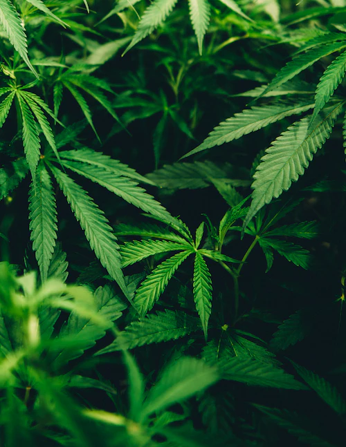 Cannabis plant leaves
