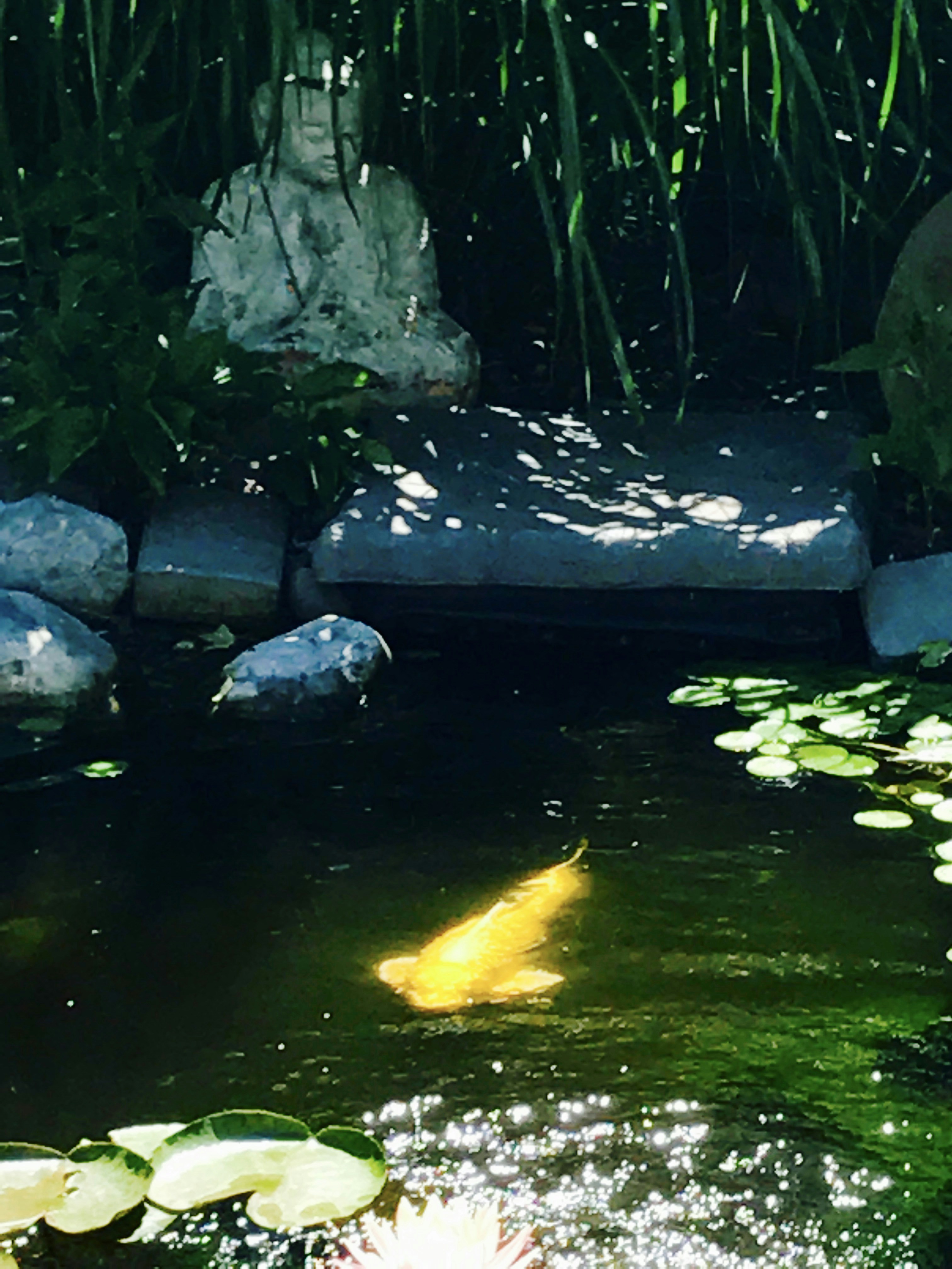 연못 속 물고기를 보는 꿈의 의미와 다양한 꿈풀이에 대한 이야기