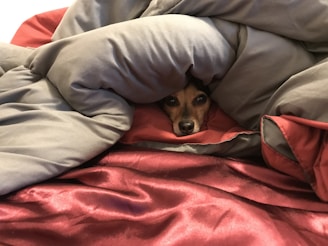 A small dog peeking out from behind a vibrant, hand-sewn cushion.