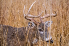 reindeer on grass field at daytime