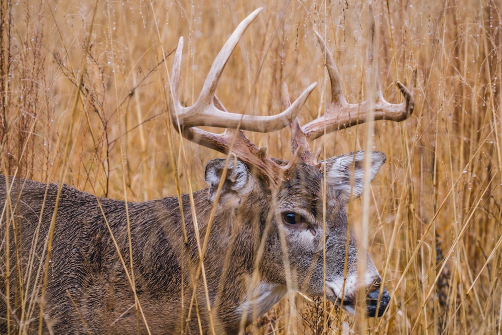 reindeer on grass field at daytime