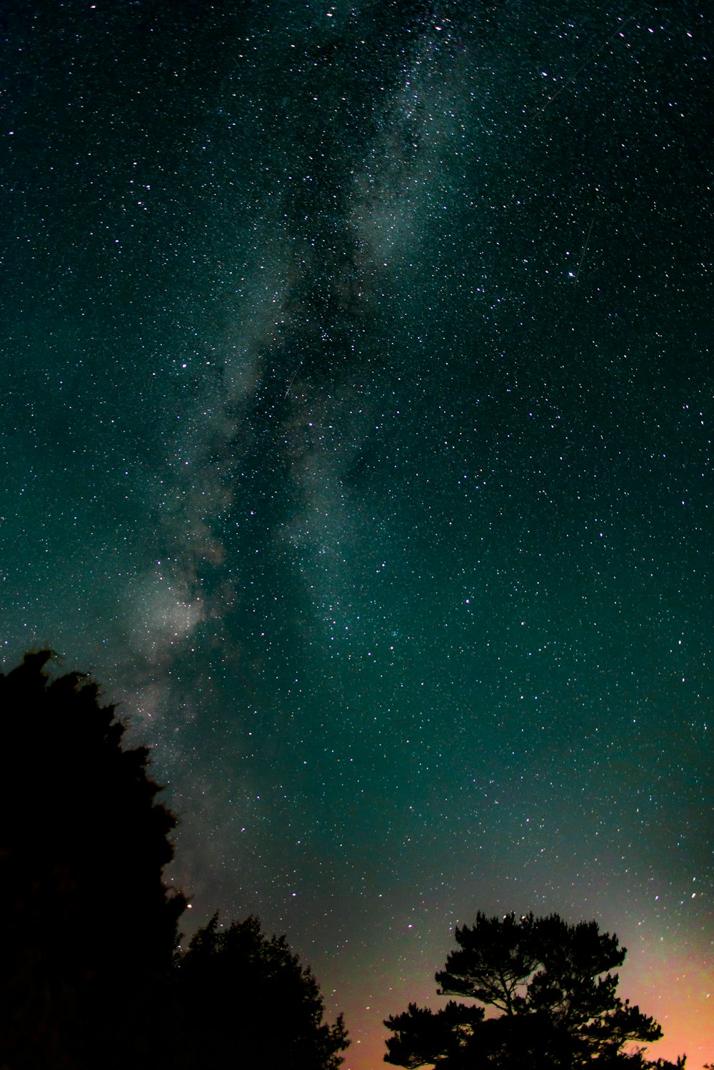 silhouette of tall trees under milkyway