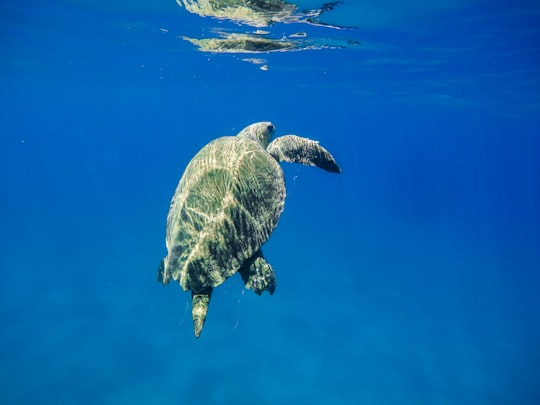 underwater photography of green turtle in Zakinthos Greece