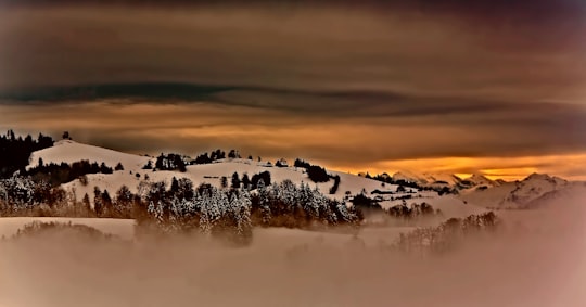 forest covered by snow in Hirzel Switzerland