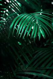 green linear leafed plant