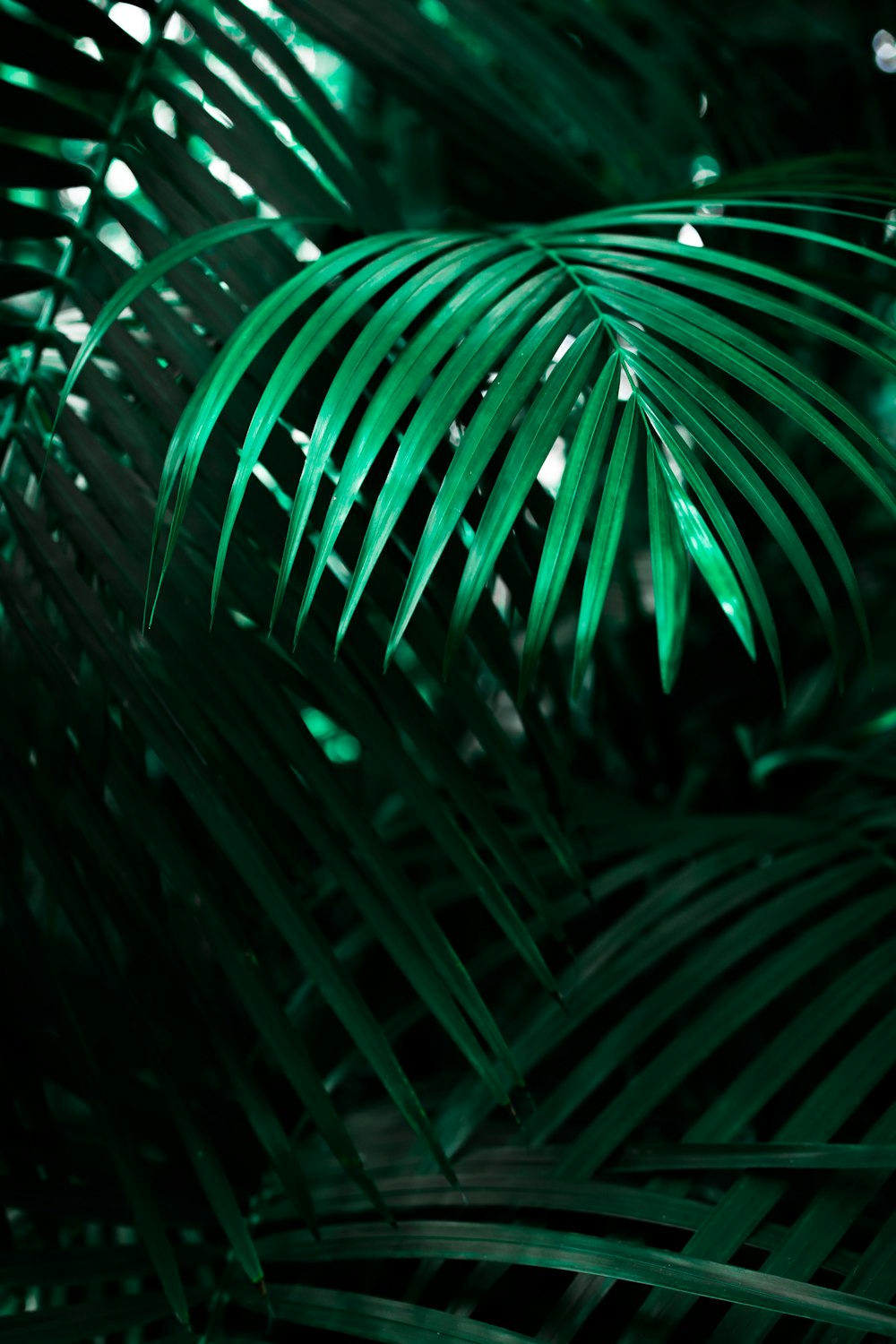 緑の線形葉植物