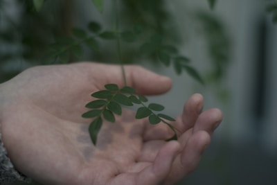 Close-up of hands gently holding a small olive branch, symbolizing care and natural connection.