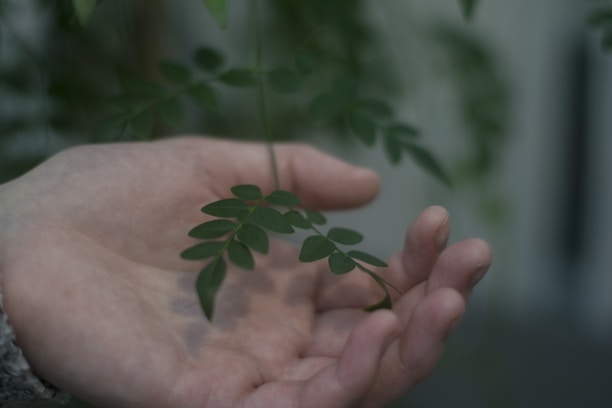 Gentle hands hovering over a calm client in a softly lit room filled with plants.