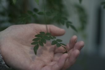 A hand gently holds a small branch with delicate green leaves, set against a soft-focus background. The lighting is subdued, creating a tranquil and intimate atmosphere.