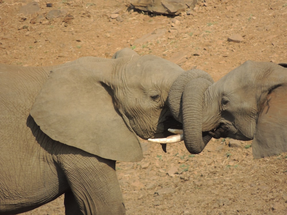 two elephants wrapping their trunks