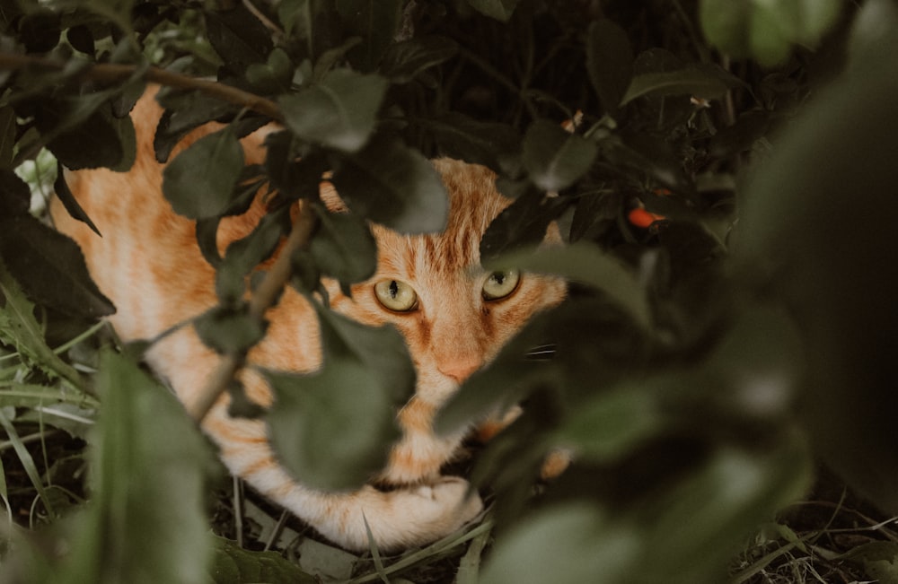Brinquedo de pelúcia de gato marrom e branco em folhas verdes