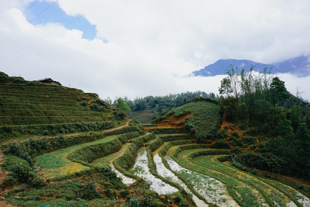 Campo de hierba verde bajo el cielo blanco durante el día