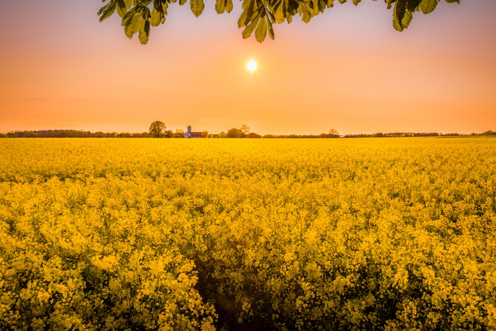 黄色い花畑のゴールデンアワー写真